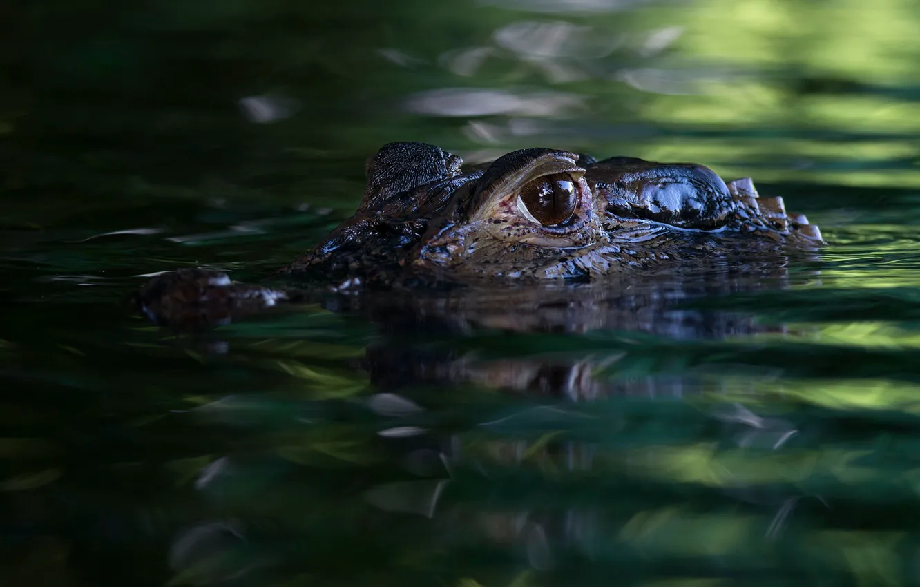 Фото обои взгляд, морда, вода, хищник, крокодил, водоем, зеленый фон, плавание