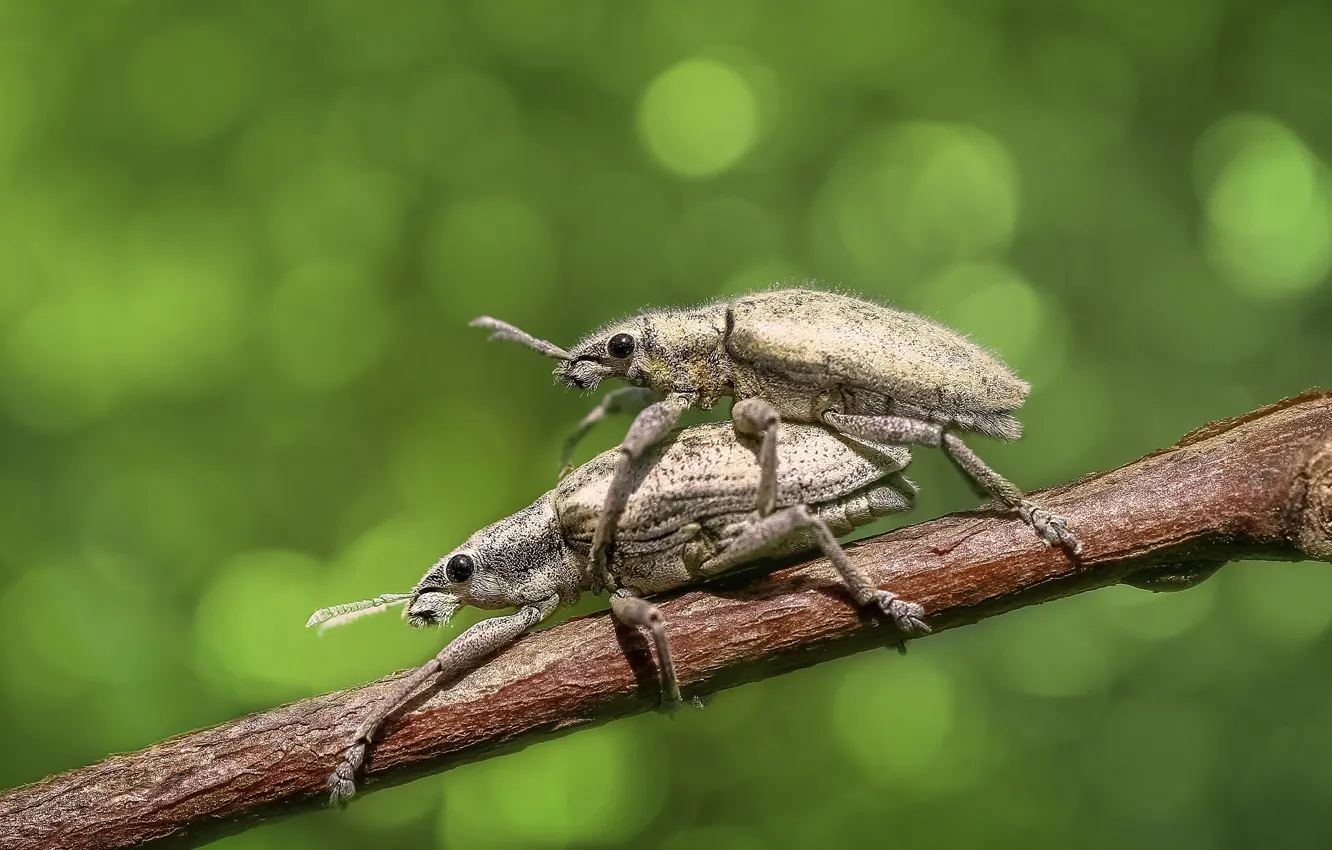 Фото обои макро, насекомые, ветка, пара, жуки, серые, два, зеленый фон