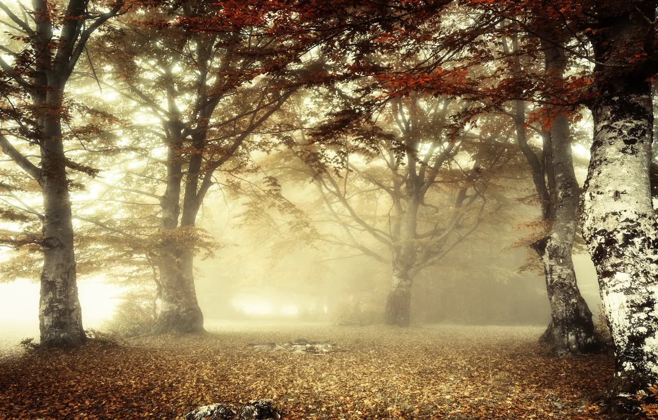 Фото обои осень, лес, свет, ветки, туман, листва, утро