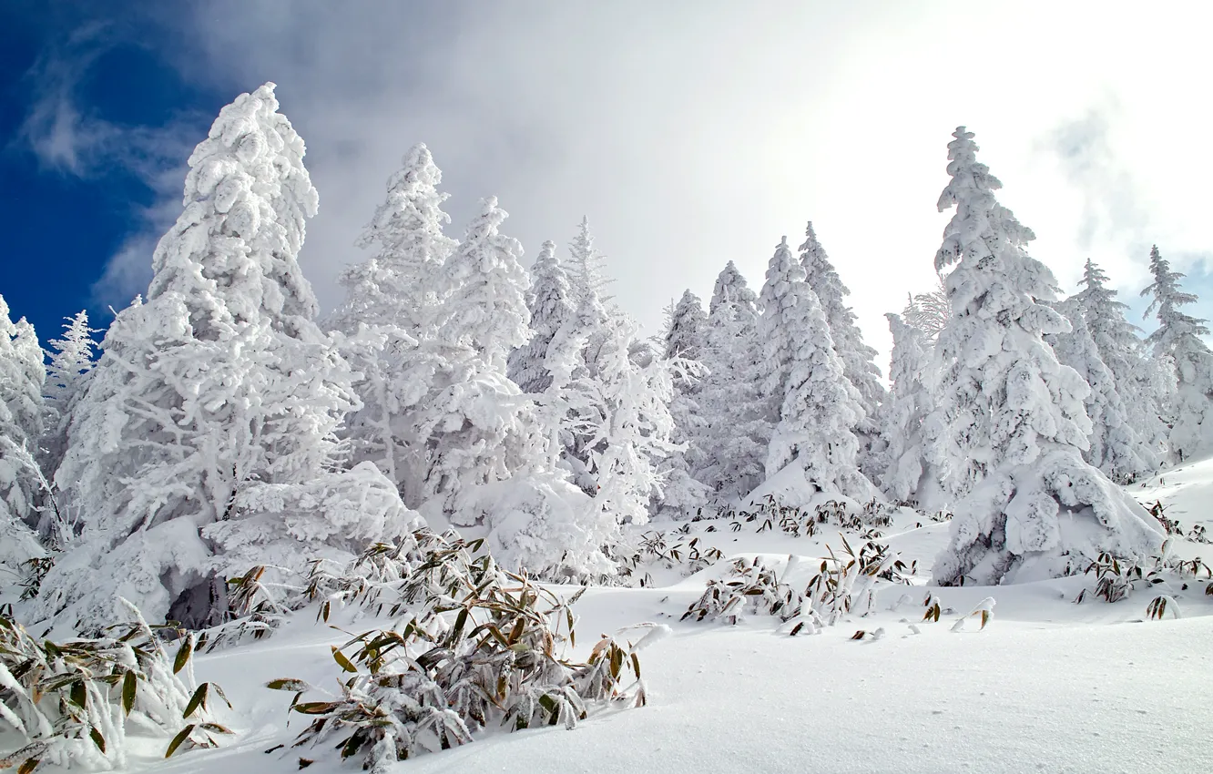Фото обои зима, лес, небо, снег, природа