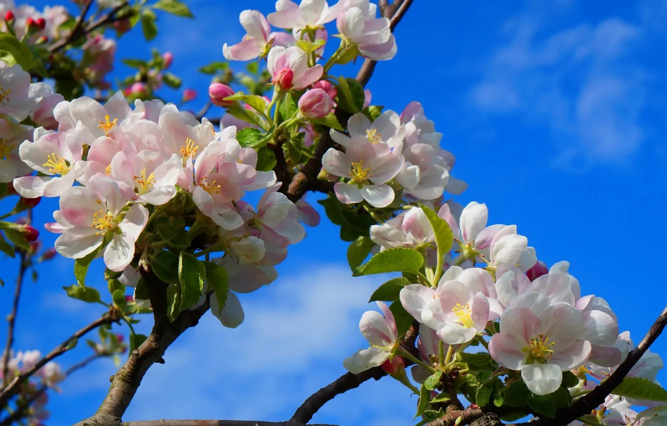Фото обои flower, twig, blooming