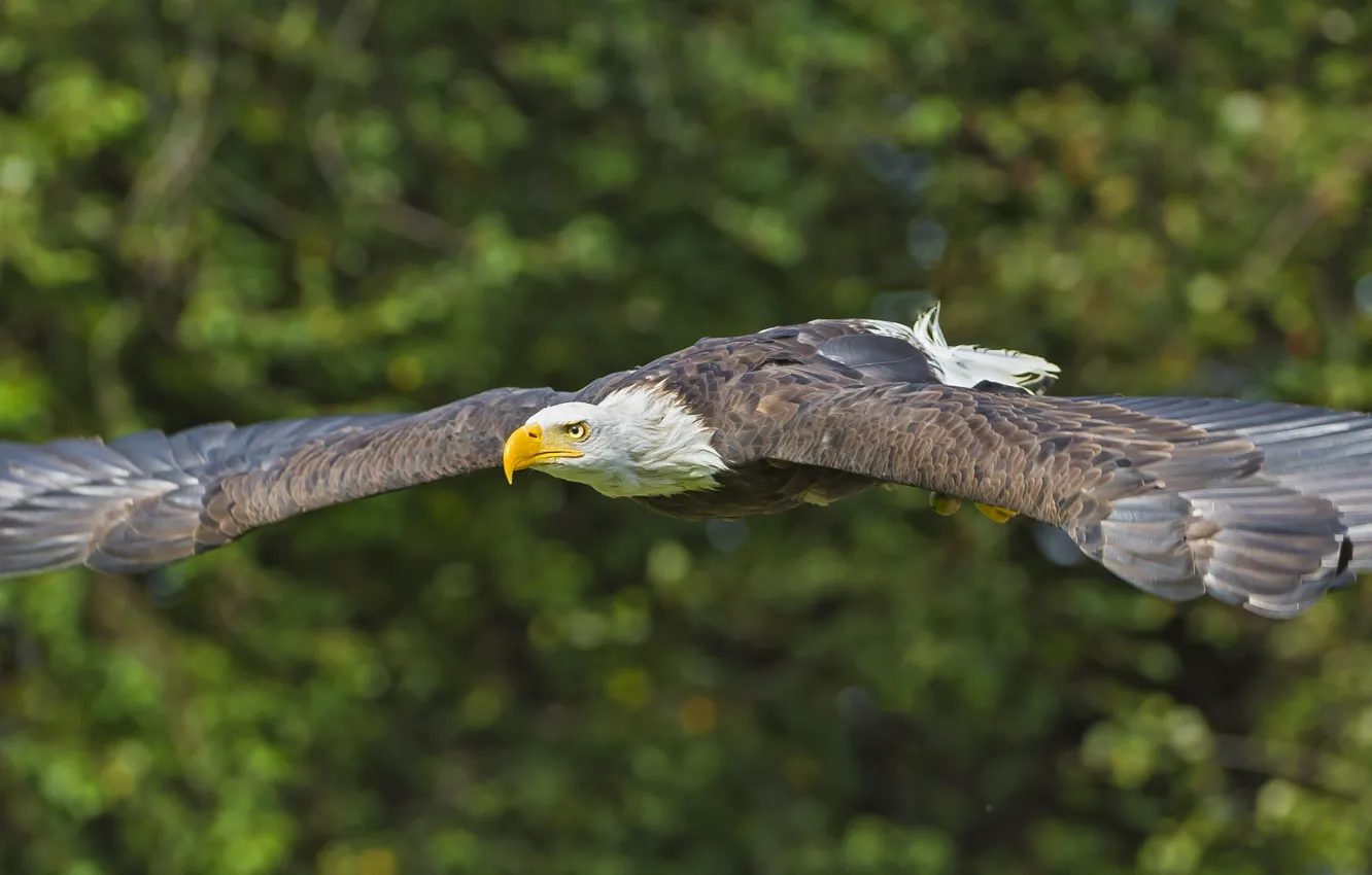 Фото обои птица, крылья, хищник, полёт, Белоголовый орлан