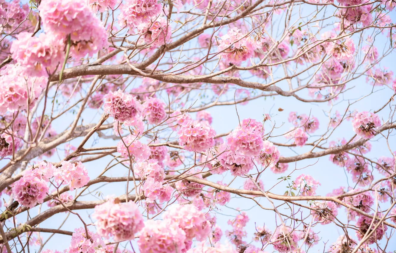 Фото обои цветы, ветки, весна, розовые, цветение, pink, blossom, flowers