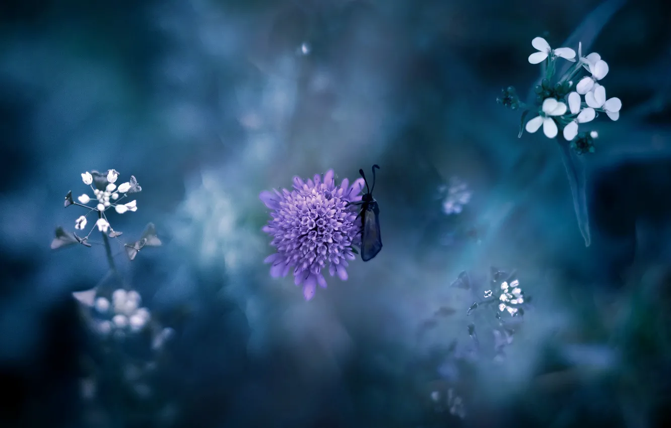Фото обои цветок, фиолетовый, трава, макро, природа, насекомое