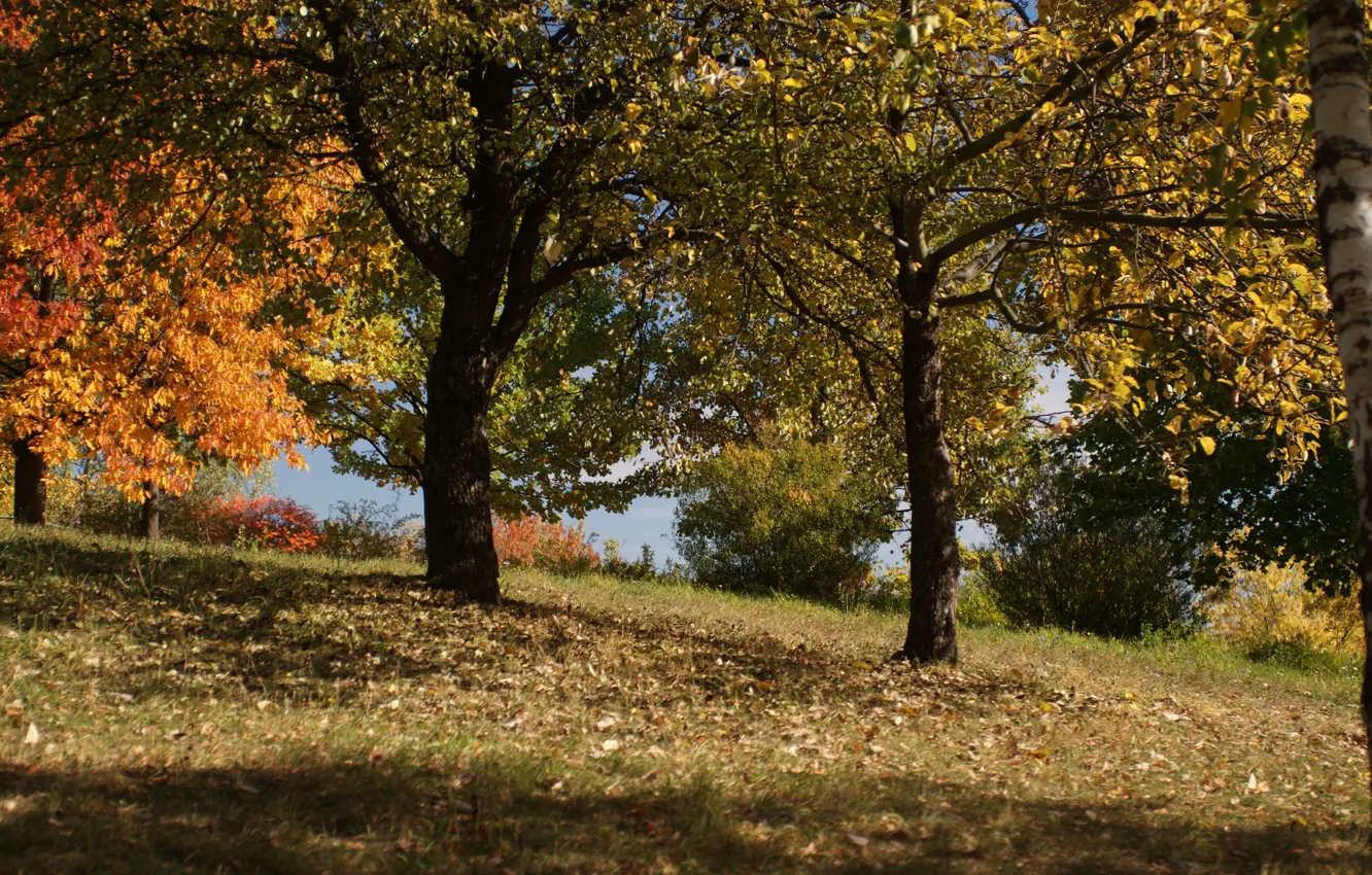 Фото обои осень, листья, деревья, тень, контраст, солнечный свет