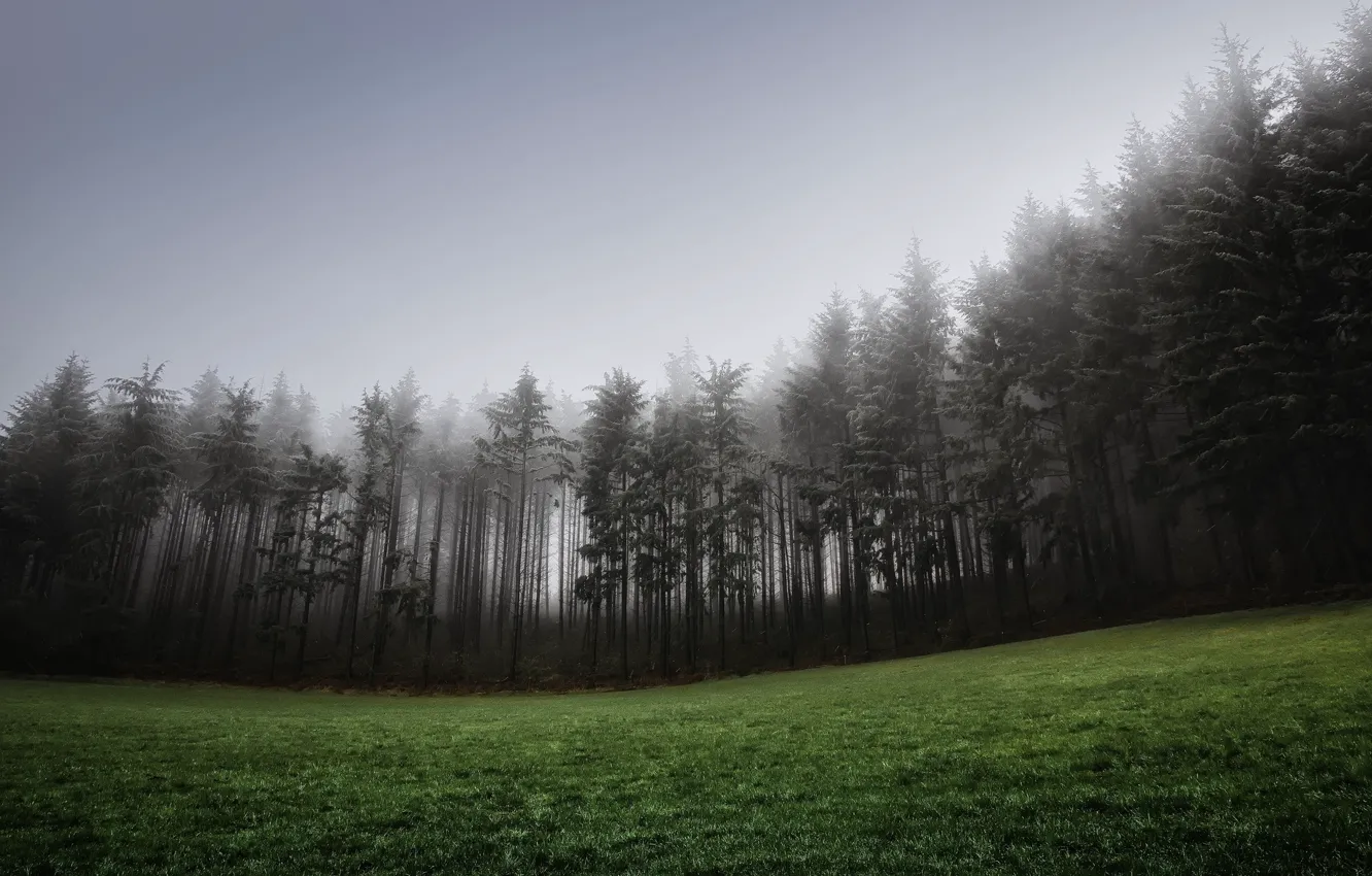 Фото обои лес, трава, туман, газон, ель, холм, хвойные