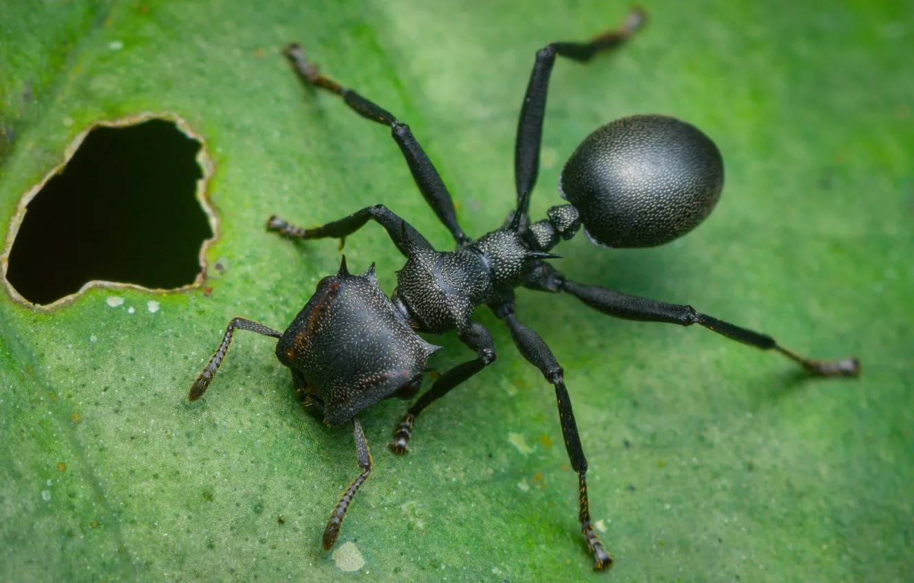 Фото обои лист, муравей, насекомое