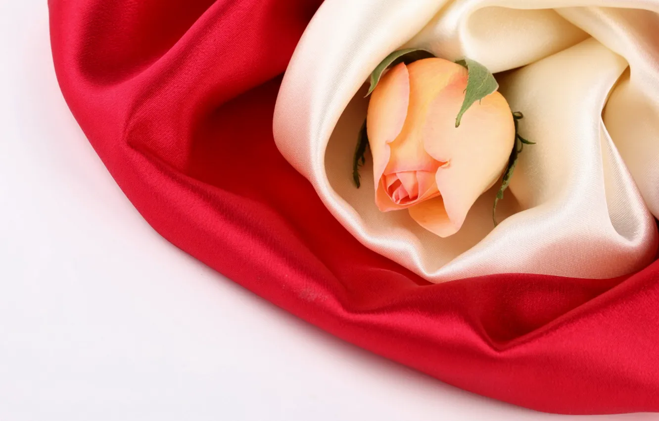 Фото обои цветок, цветы, розы, шелк, бутон, ткань, шёлк