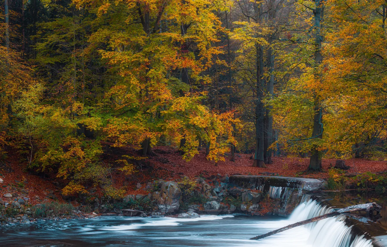 Фото обои осень, лес, деревья, река, водопад, Германия, Germany, Саксония
