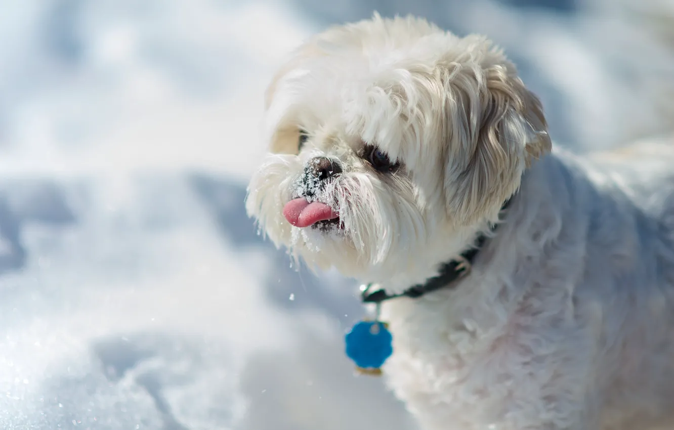 Фото обои язык, снег, собака, Ши-тцу