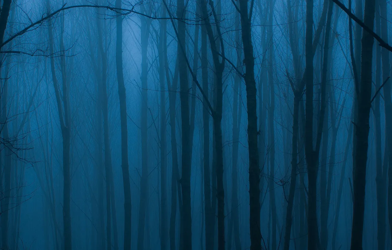 Фото обои dark, trees, blue