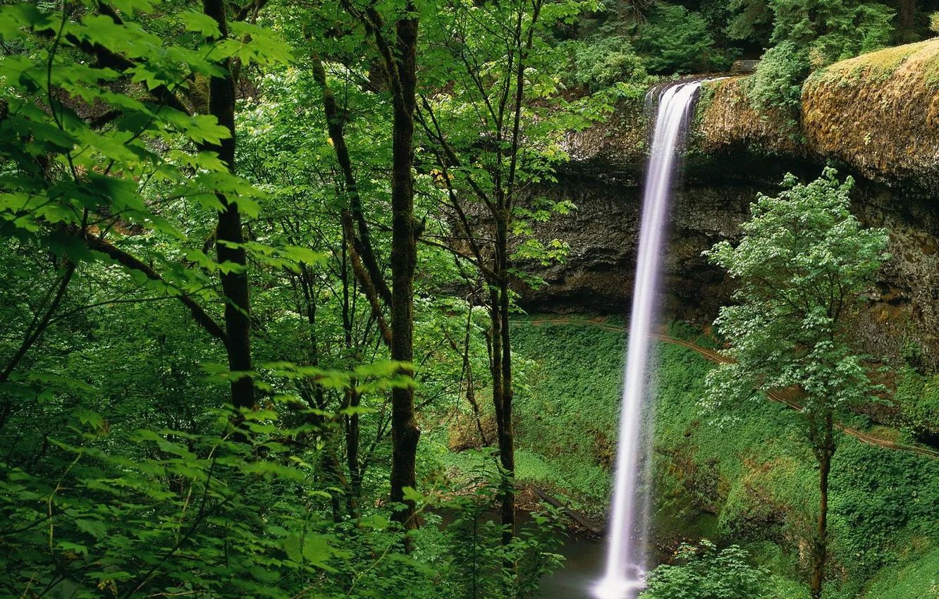 Фото обои зелень, лес, Водопад