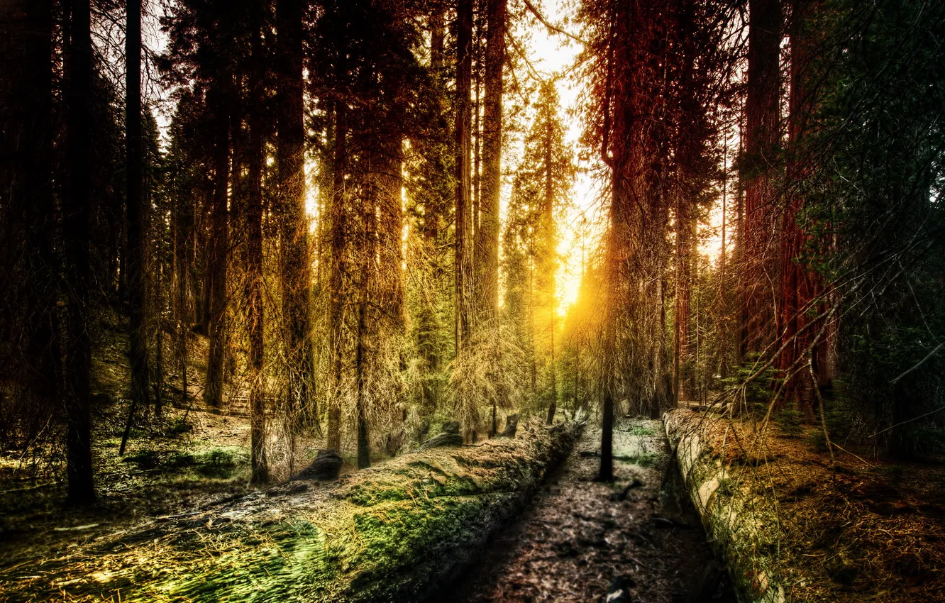 Фото обои лес, деревья, обработка, Калифорния, США, Йосемити, лучи солнца