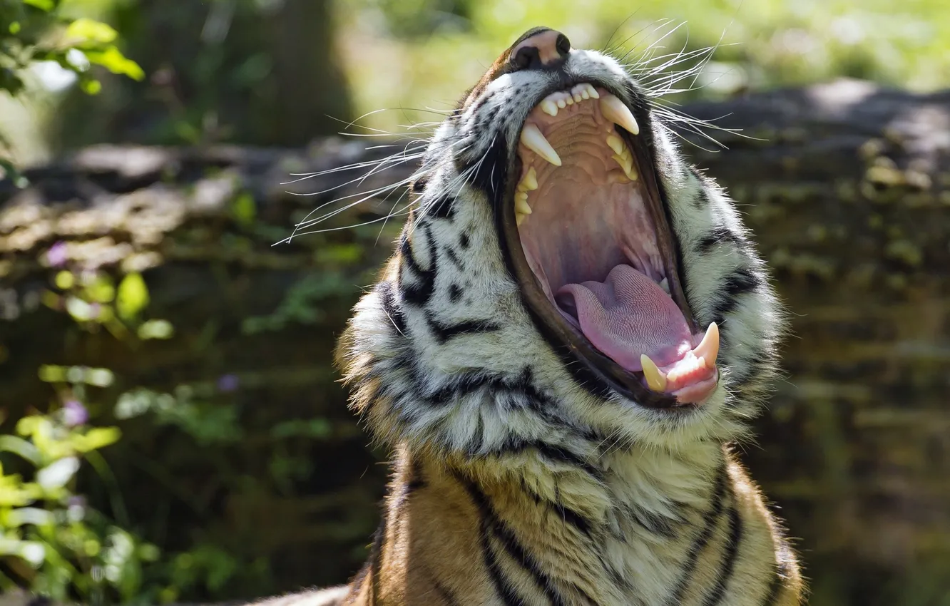 Фото обои язык, морда, тигр, хищник, пасть, клыки, дикая кошка, зевает