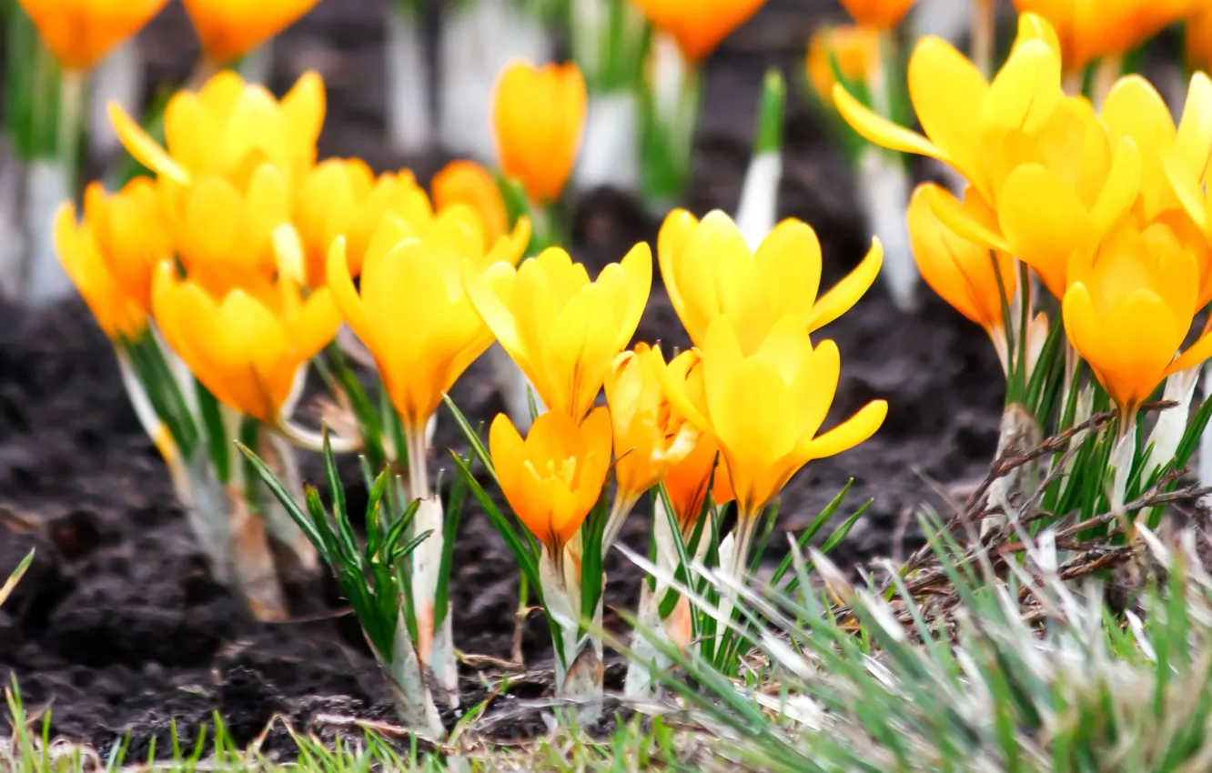 Фото обои макро, цветы, весна, крокусы, жёлтые, Yellow flowers