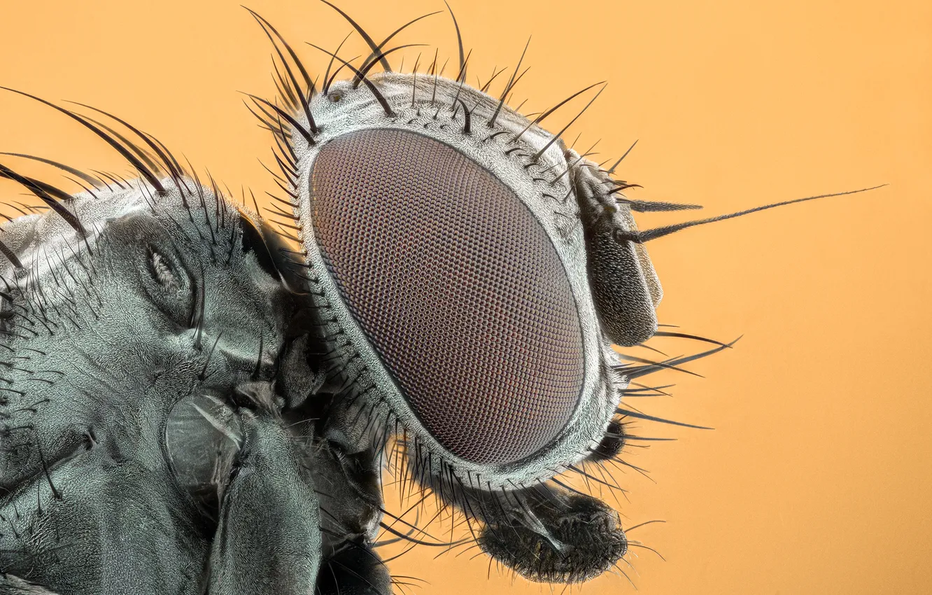 Фото обои eyes, insect, head