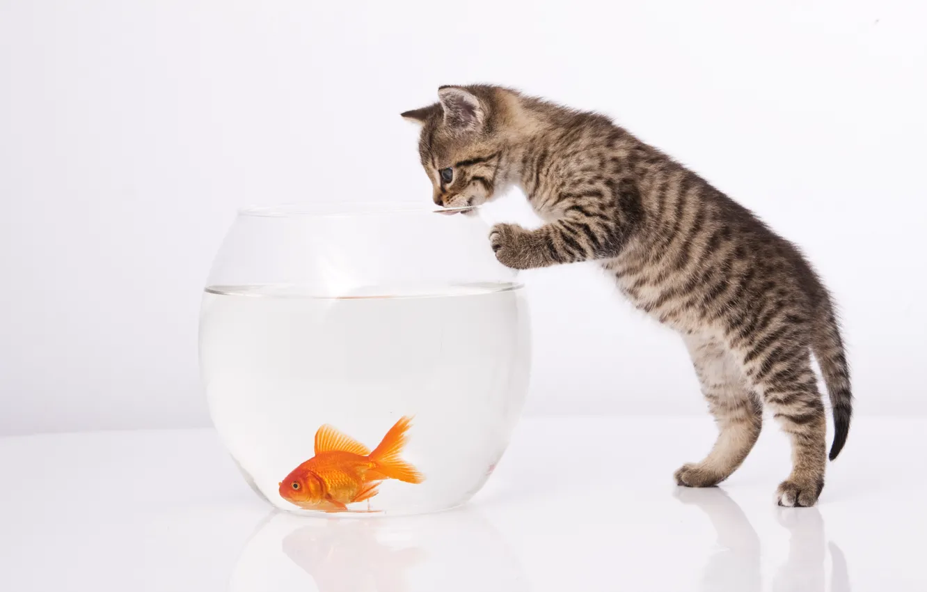 Фото обои кошка, кот, аквариум, золотая рыбка, белый фон, котёнок