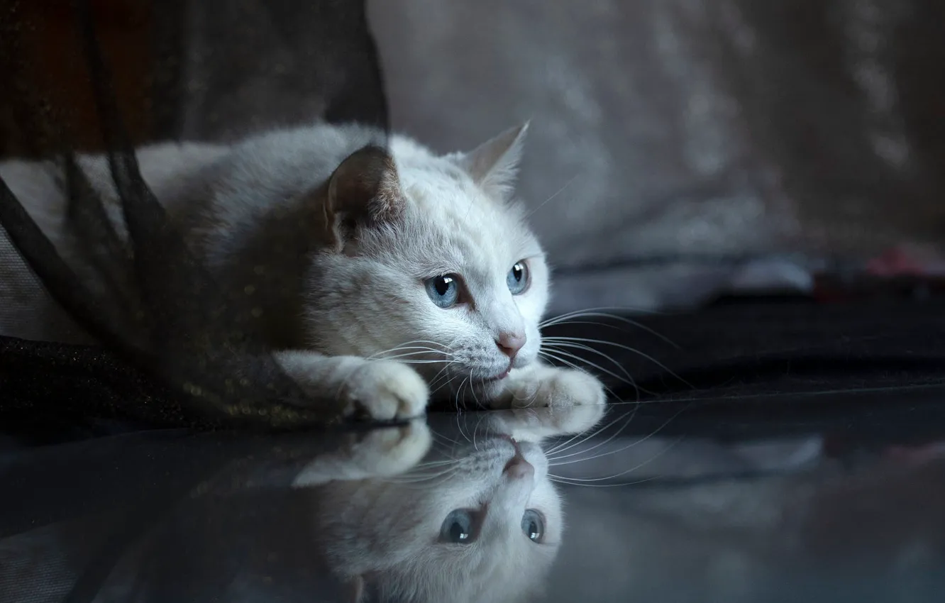 Фото обои кошка, белый, кот, взгляд, поза, ткань, лежит, белая