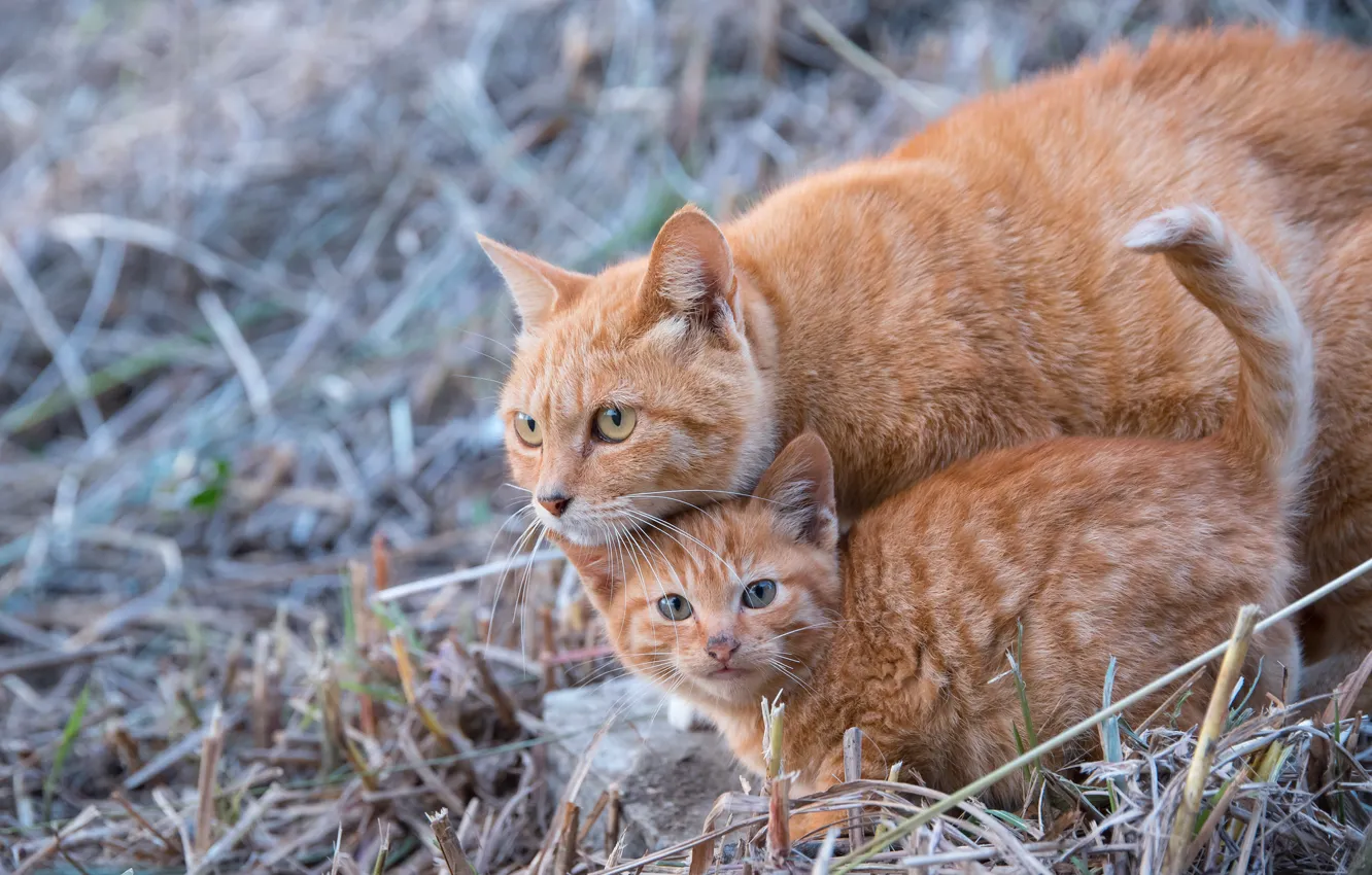 Фото обои кошка, котёнок, рыжие