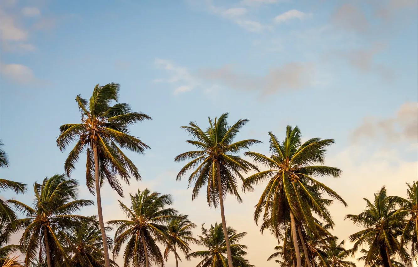 Фото обои небо, пальма, пальмы, дерево, кокос