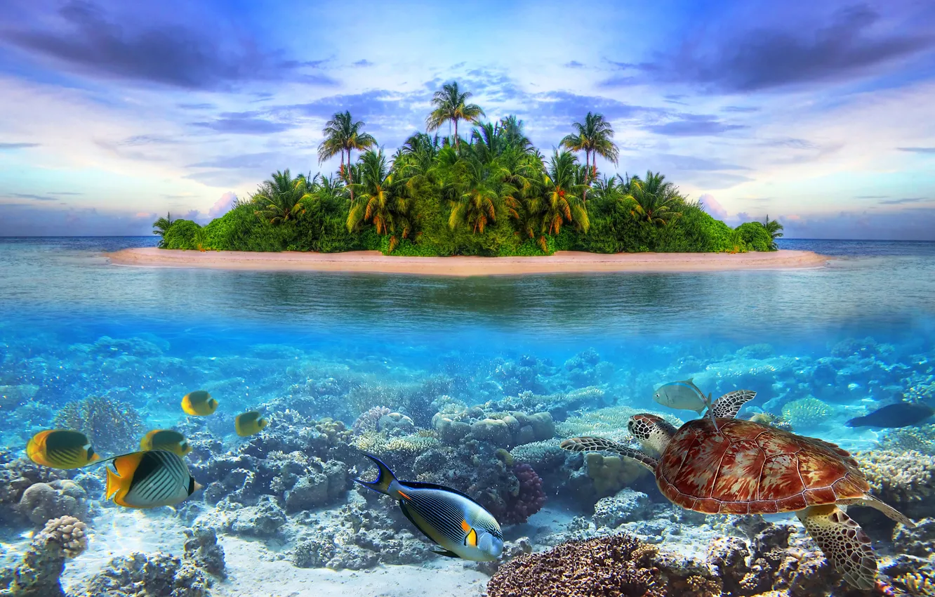 Фото обои море, рыбы, пейзаж, природа, пальма, коллаж, остров, черепаха