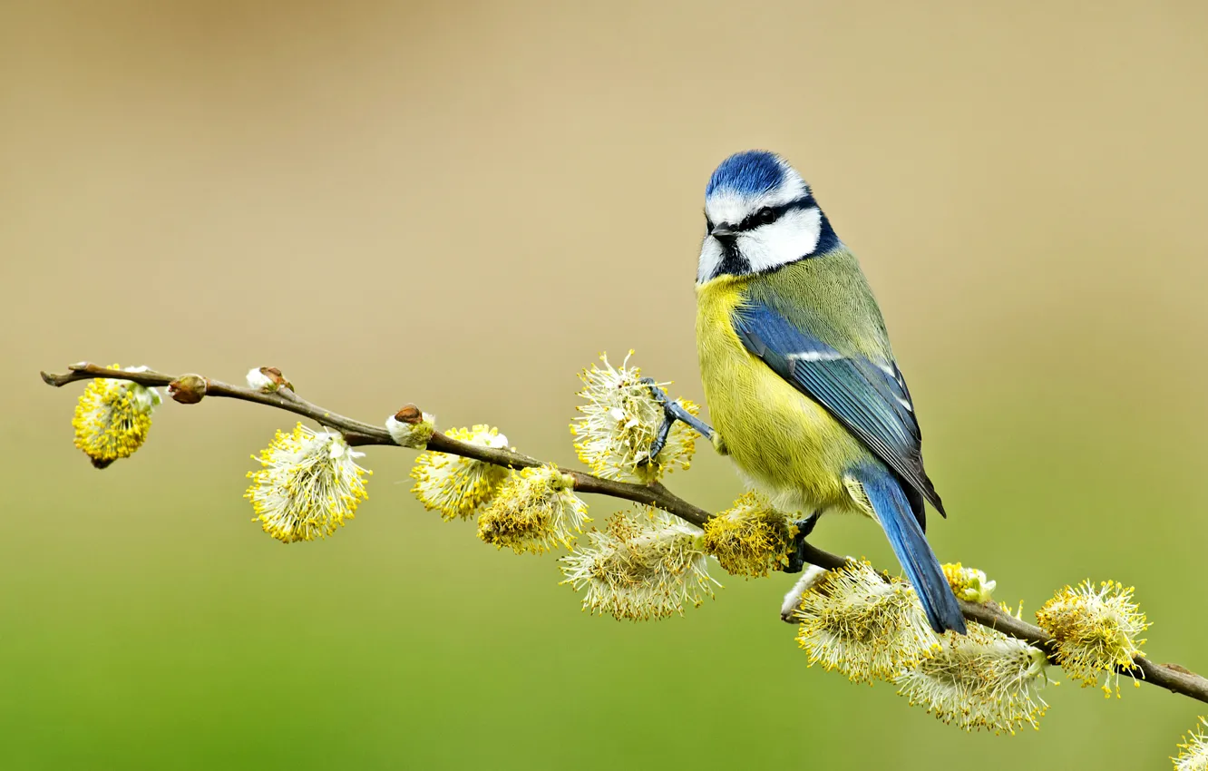 Фото обои птица, ветка, верба, синица, лазоревка