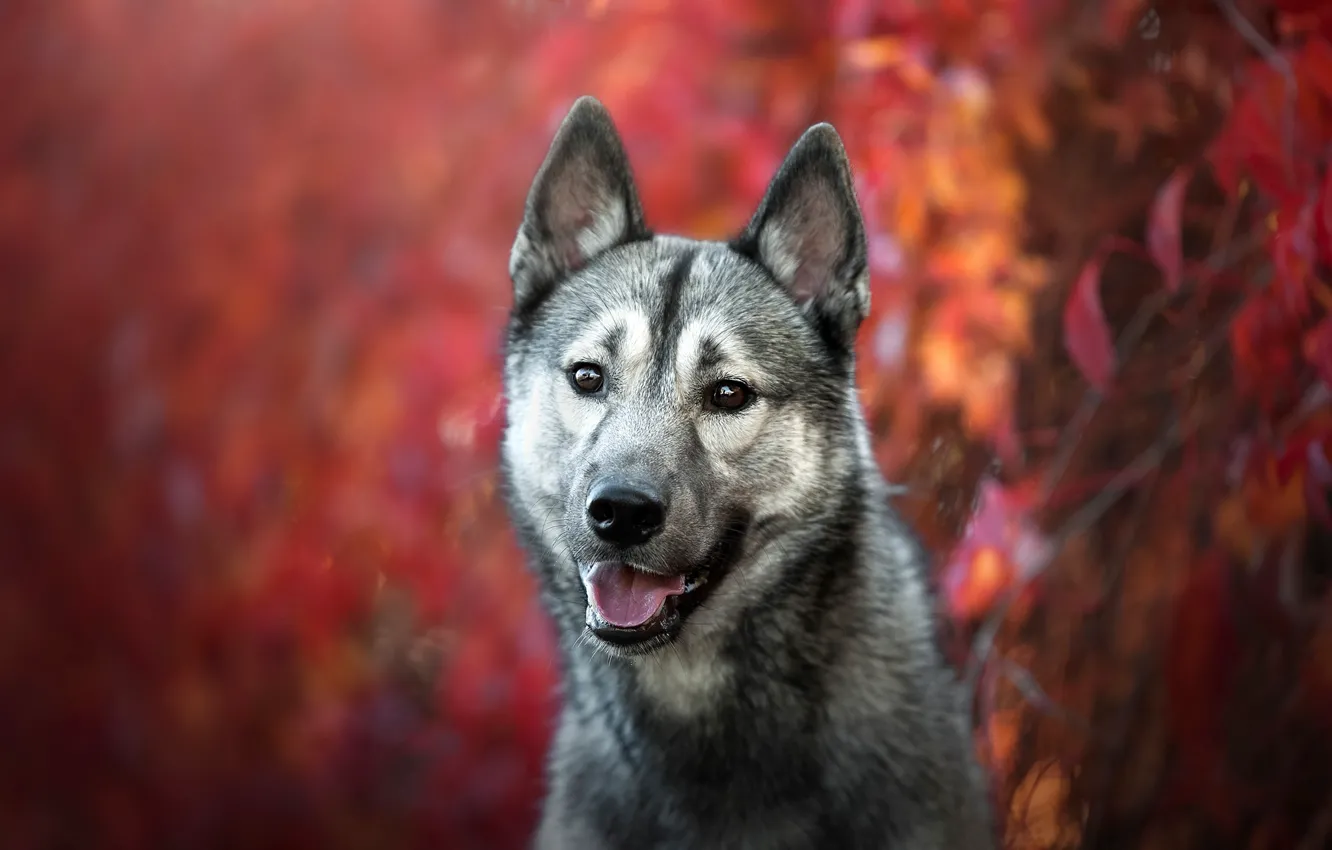 Фото обои осень, язык, взгляд, морда, листья, фон, волк, портрет