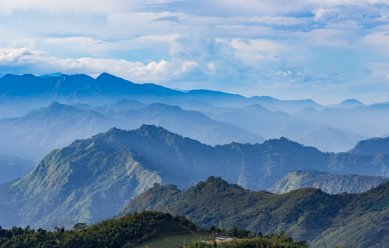 Фото обои tree, tea, tropical, taiwan, sky valley, asian mountain, alishan taiwan, taiwan landscape