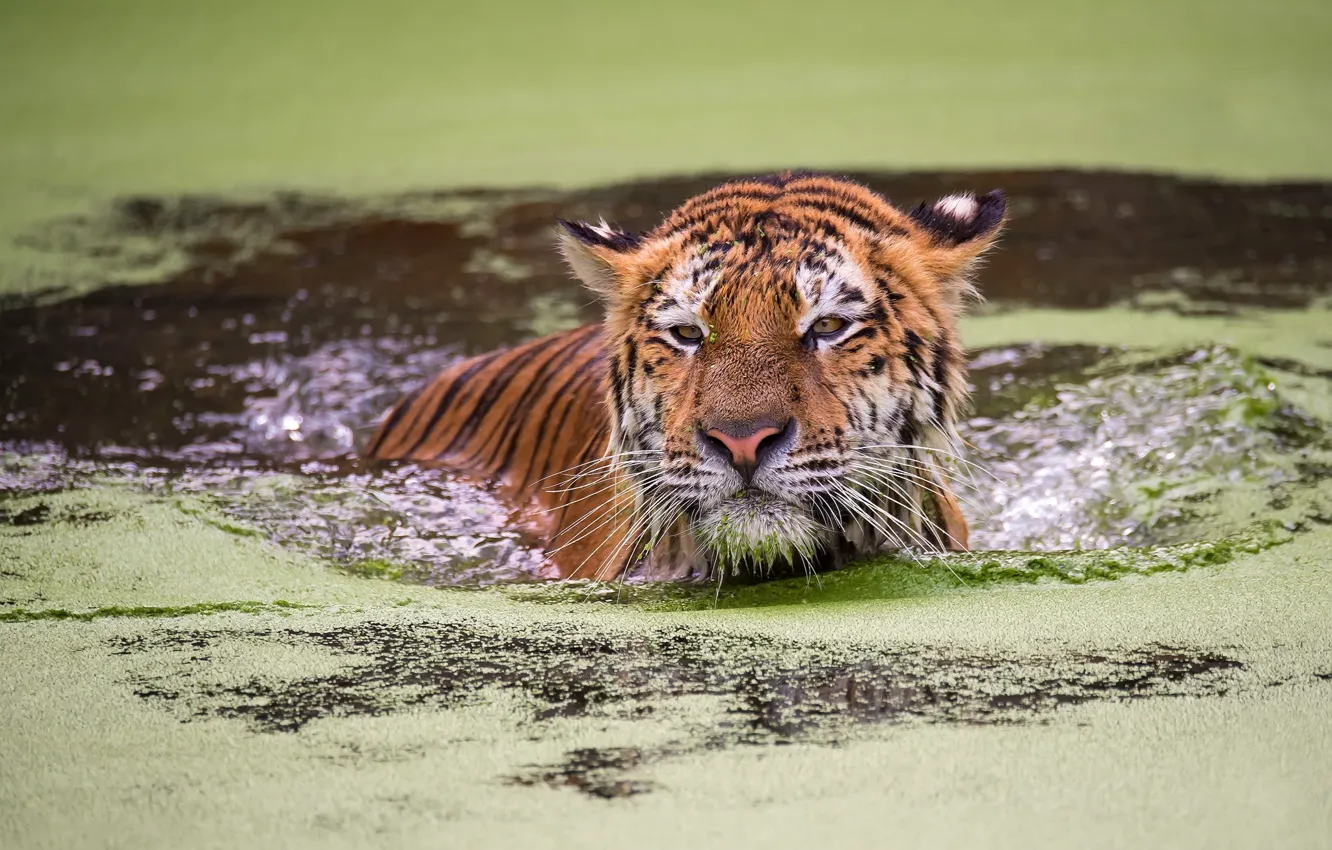 Фото обои взгляд, морда, вода, тигр, купание, водоем, ряска