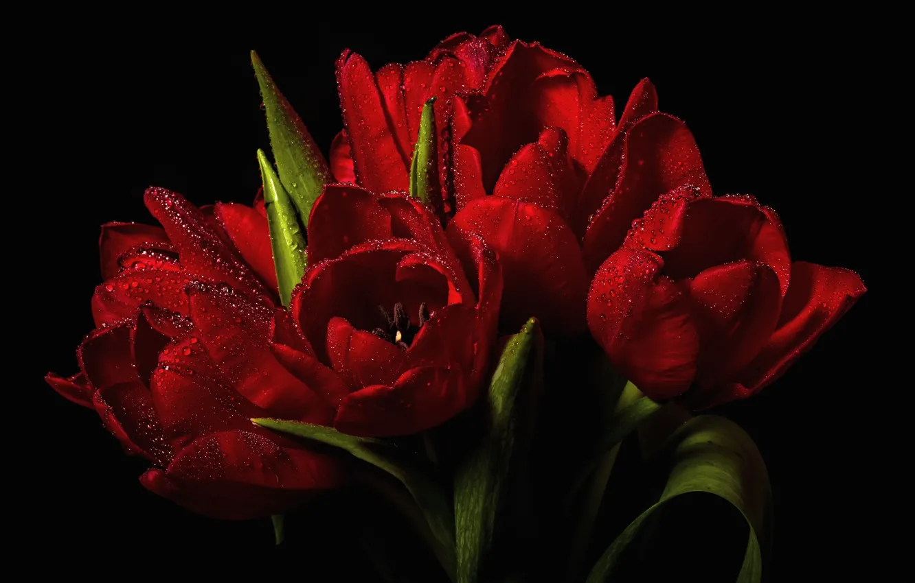 Фото обои вода, капли, тюльпаны, красные, чёрный фон