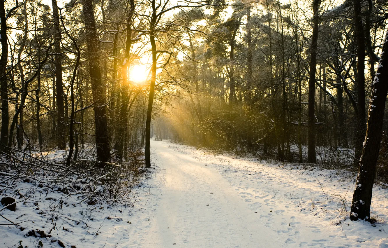 Фото обои снег, деревья, winter, snow, sun, зимний день, sunlight