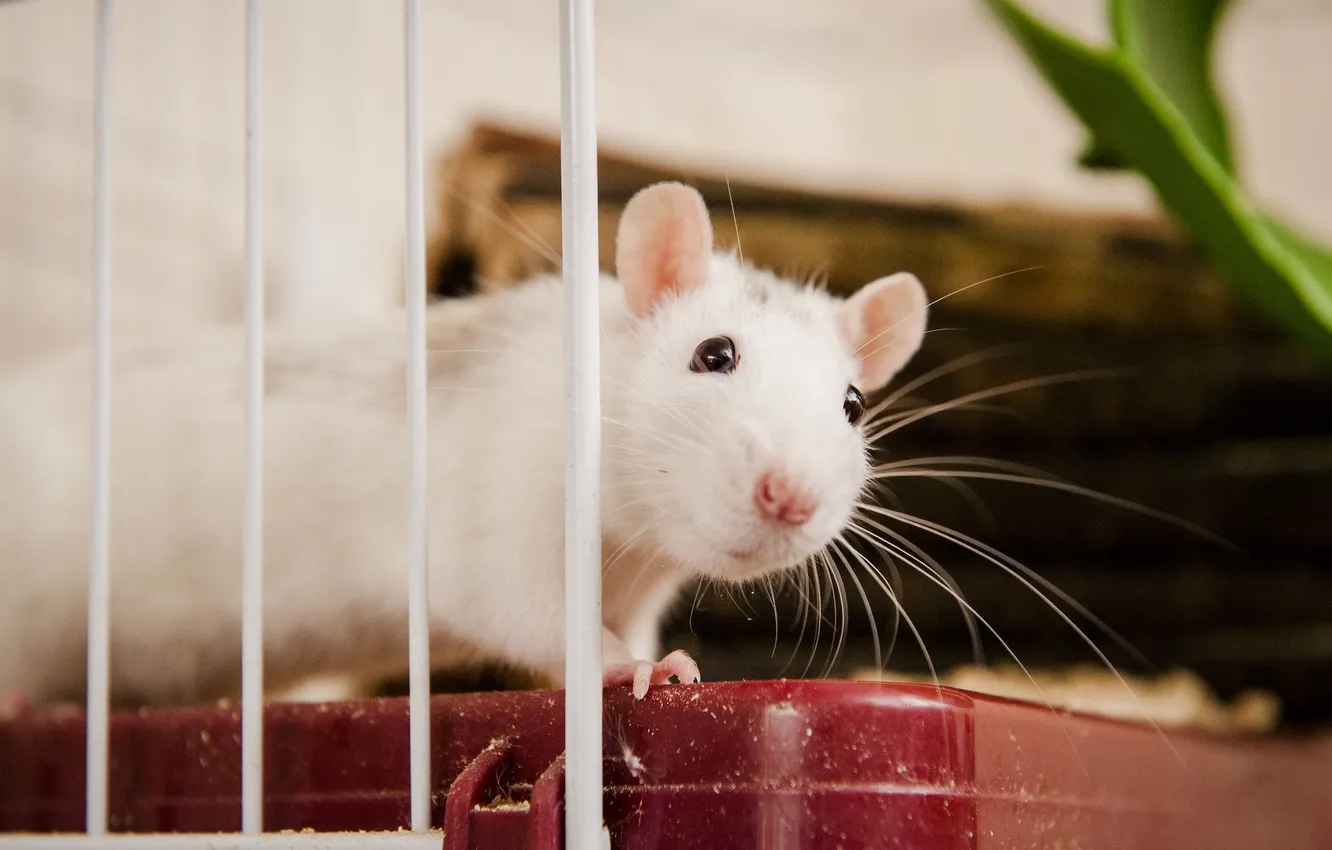Фото обои animal, cute, rat, decorative