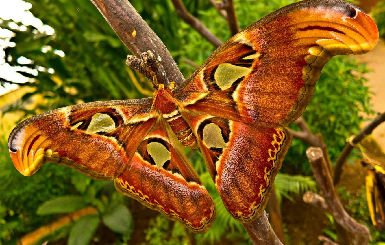 Фото обои макро, бабочка, крылья