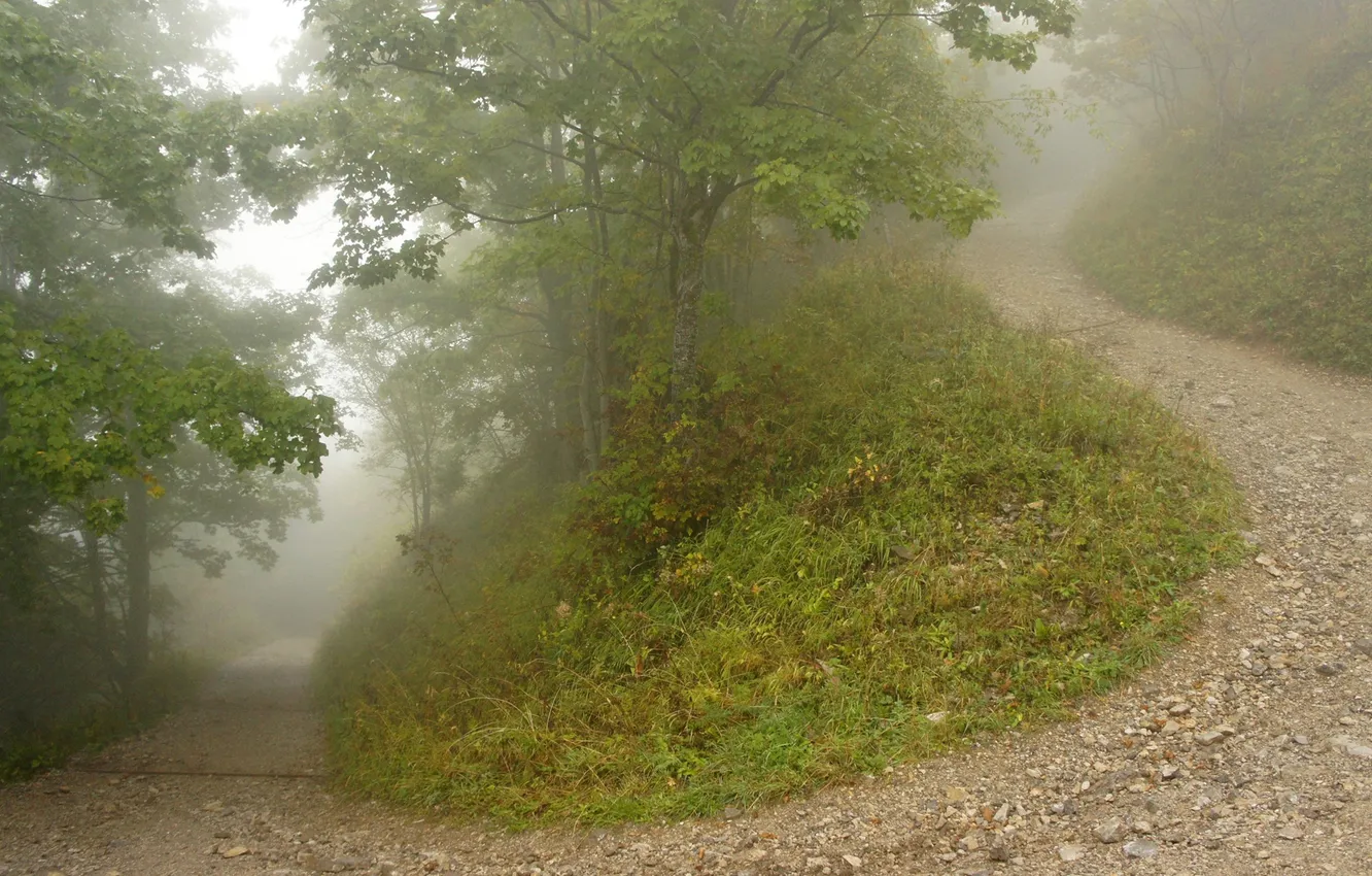Фото обои дорога, лес, туман, тропа, утро, холм
