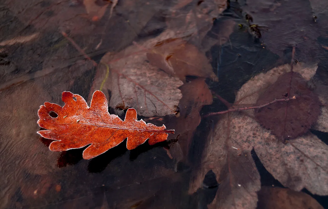 Фото обои лед, иней, осень, лист, кристаллы