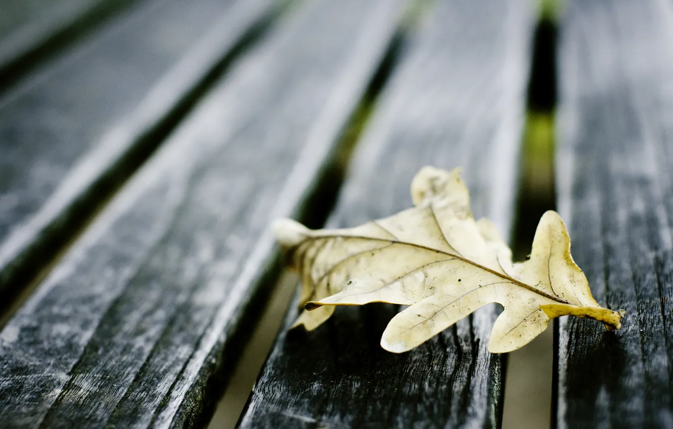 Фото обои листья, макро, доски, осеннний лист