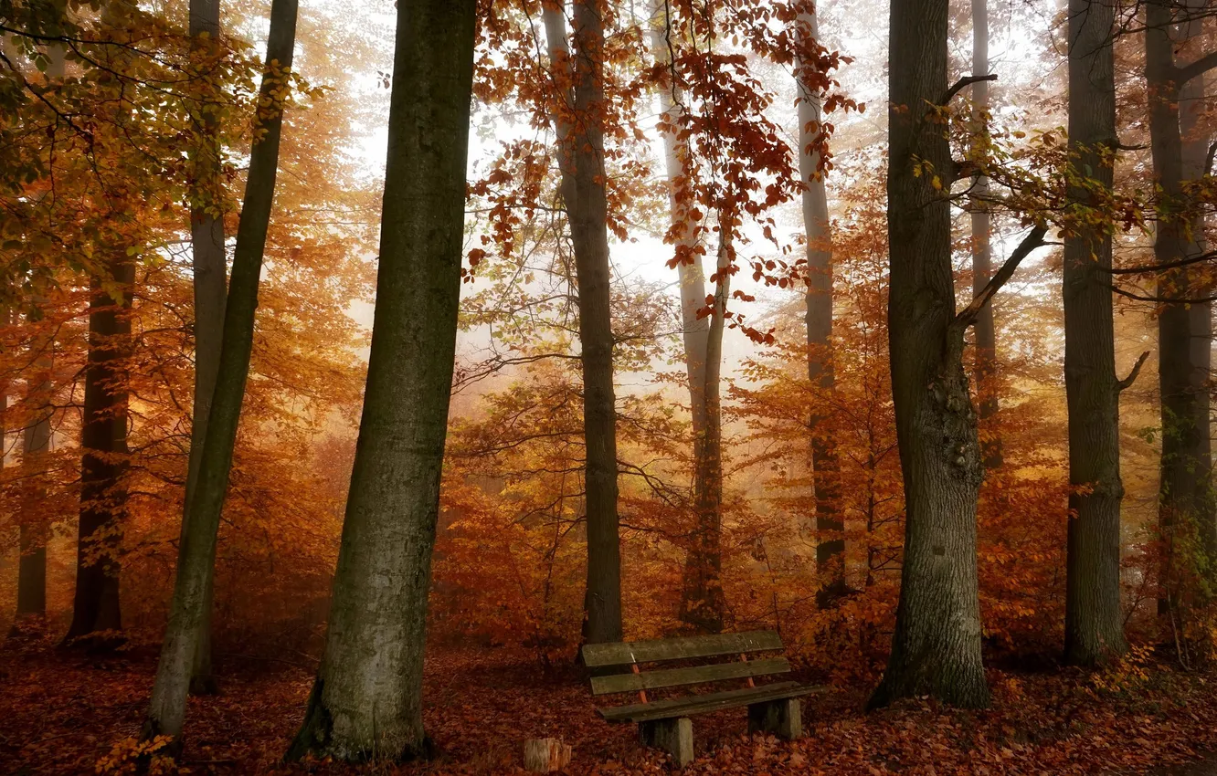Фото обои осень, лес, скамья