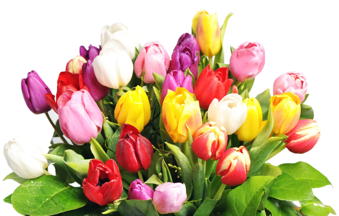 Фото обои цветы, букет, color, tulip