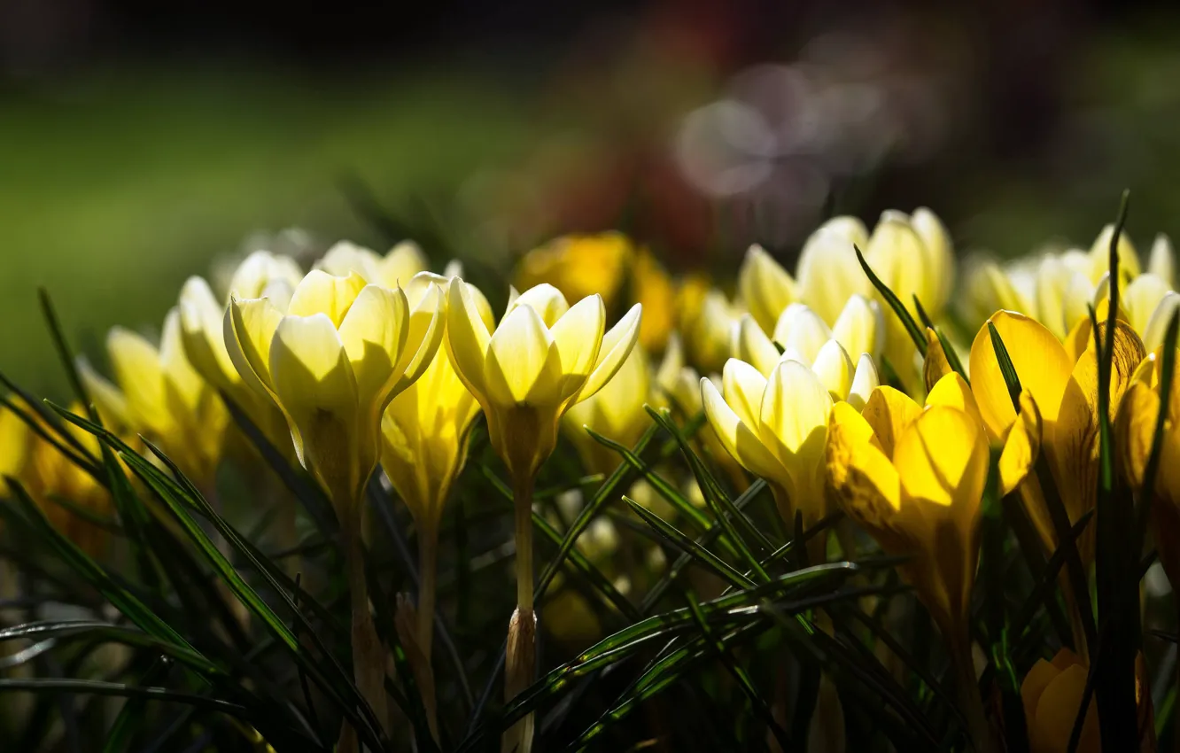 Фото обои свет, цветы, блики, желтые, крокусы, весенние