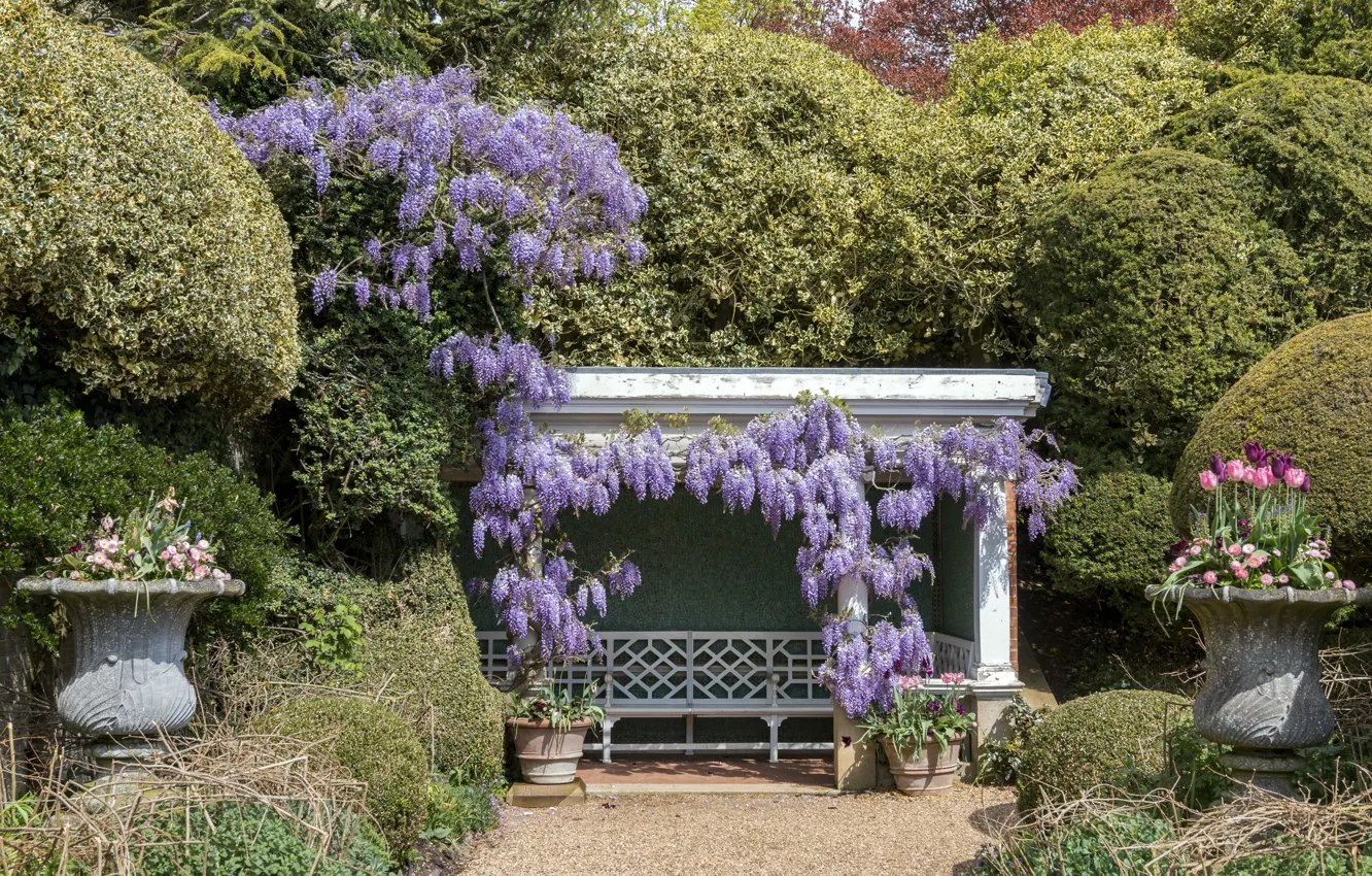 Фото обои парк, фото, тюльпан, England, глициния, Ascott House gardens