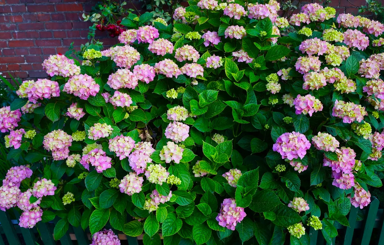 Фото обои flower, garden, blooming