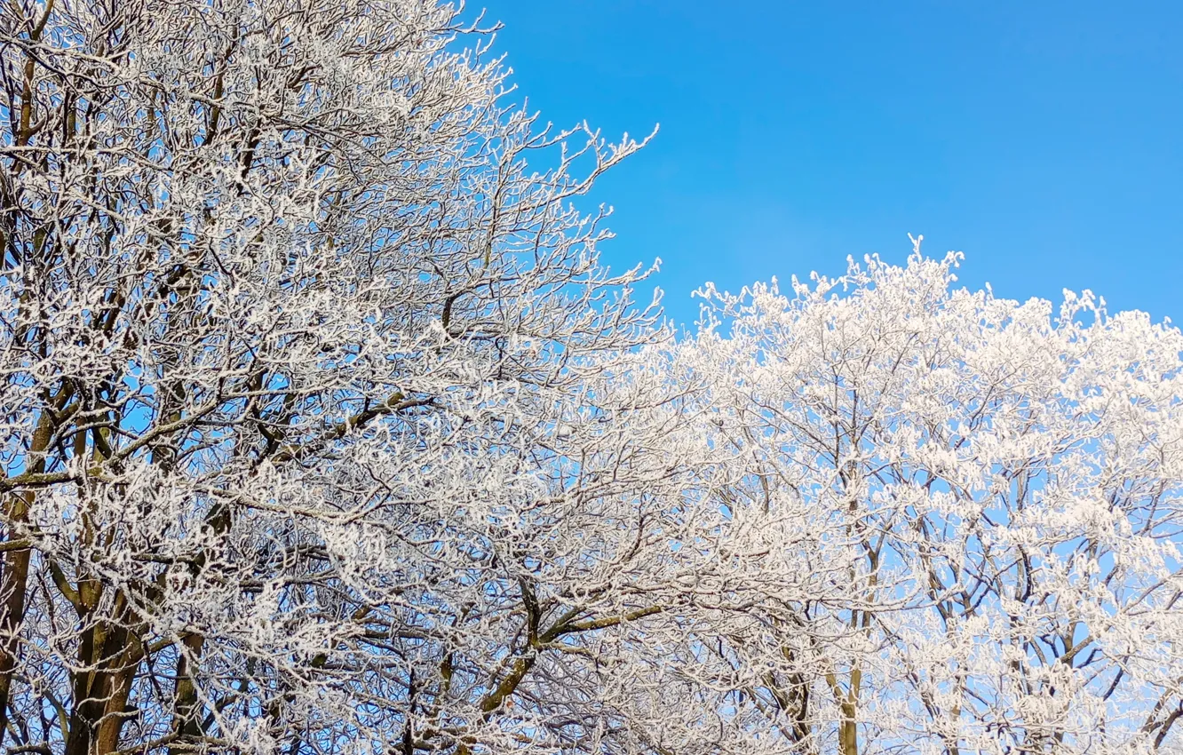 Фото обои white, sky, winter, snow, tree, cold, frost, twig