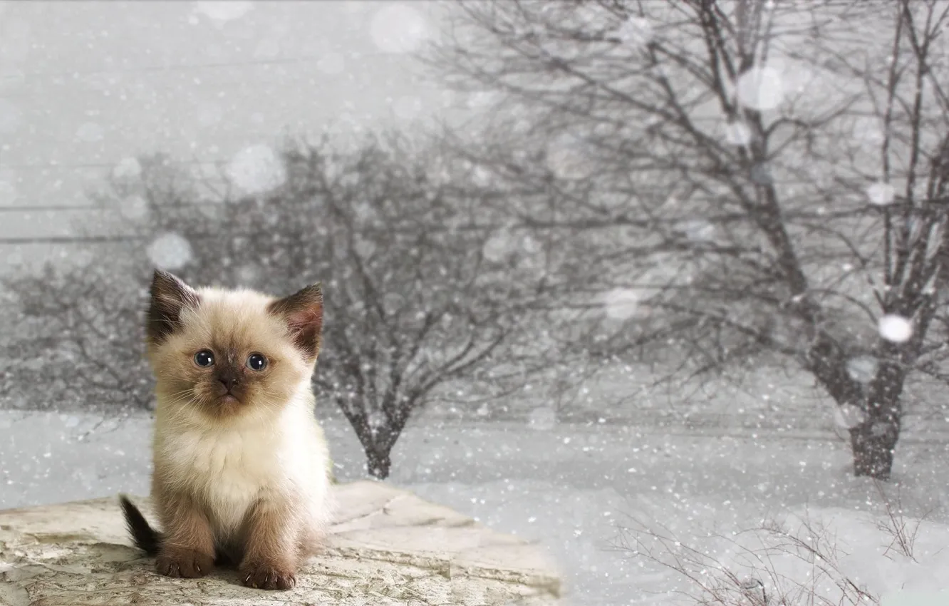 Фото обои зима, кот, котёнок