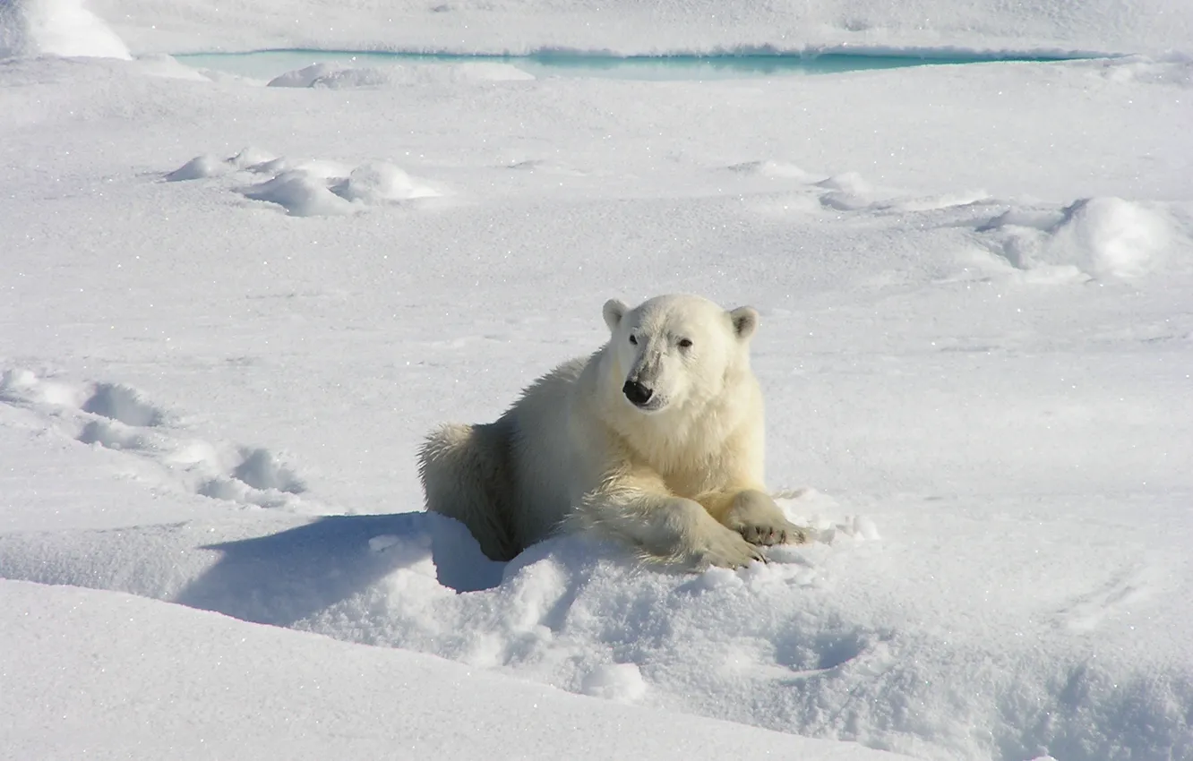 Фото обои белый, снег, нос, медведь, когти, лежит, полынья