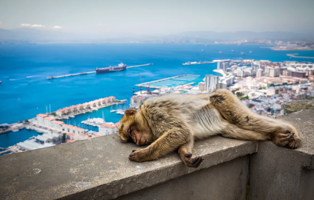Фото обои Обезьяна, Спит, Великобритания, Животные, Гибралтар