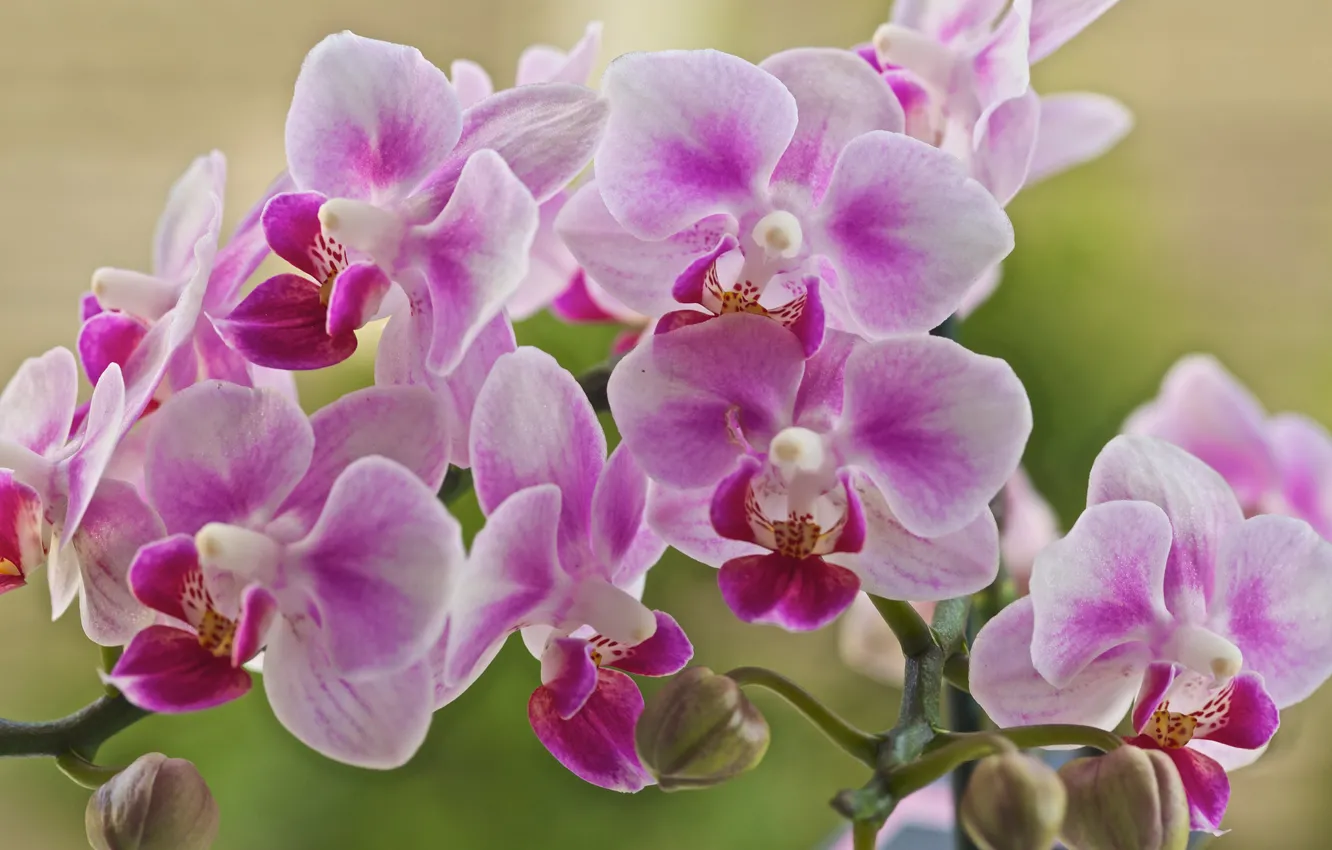 Фото обои лепестки, цветение, орхидея, цветки, бело-розовая