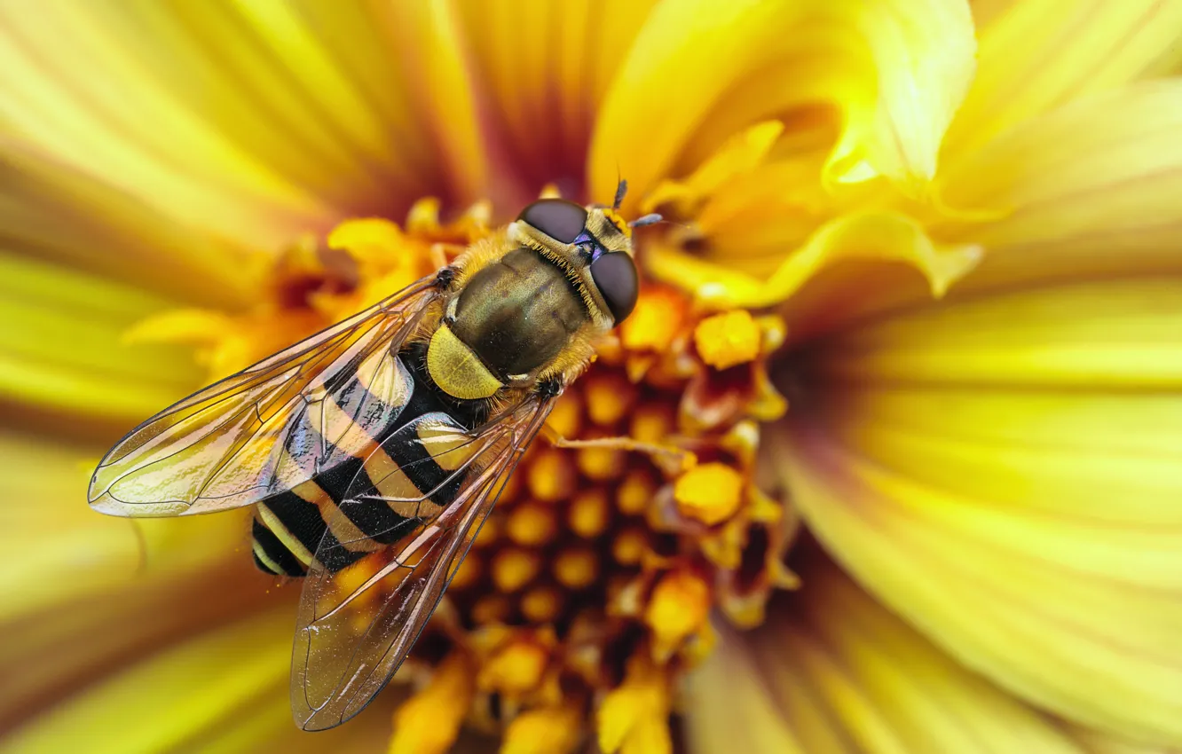 Фото обои цветок, макро, полоски, желтый, полосы, пчела, оса, крылья