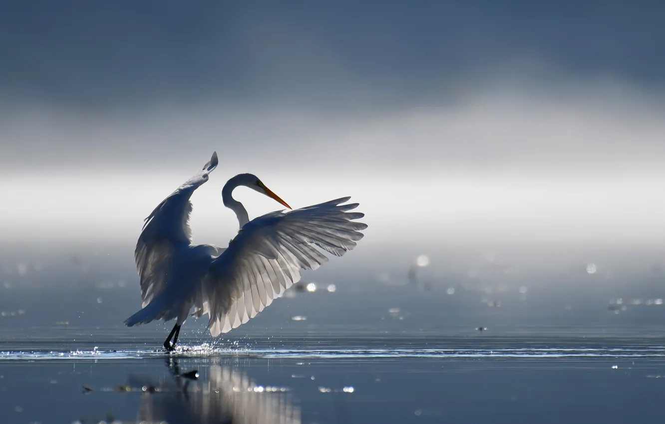 Фото обои природа, озеро, птица
