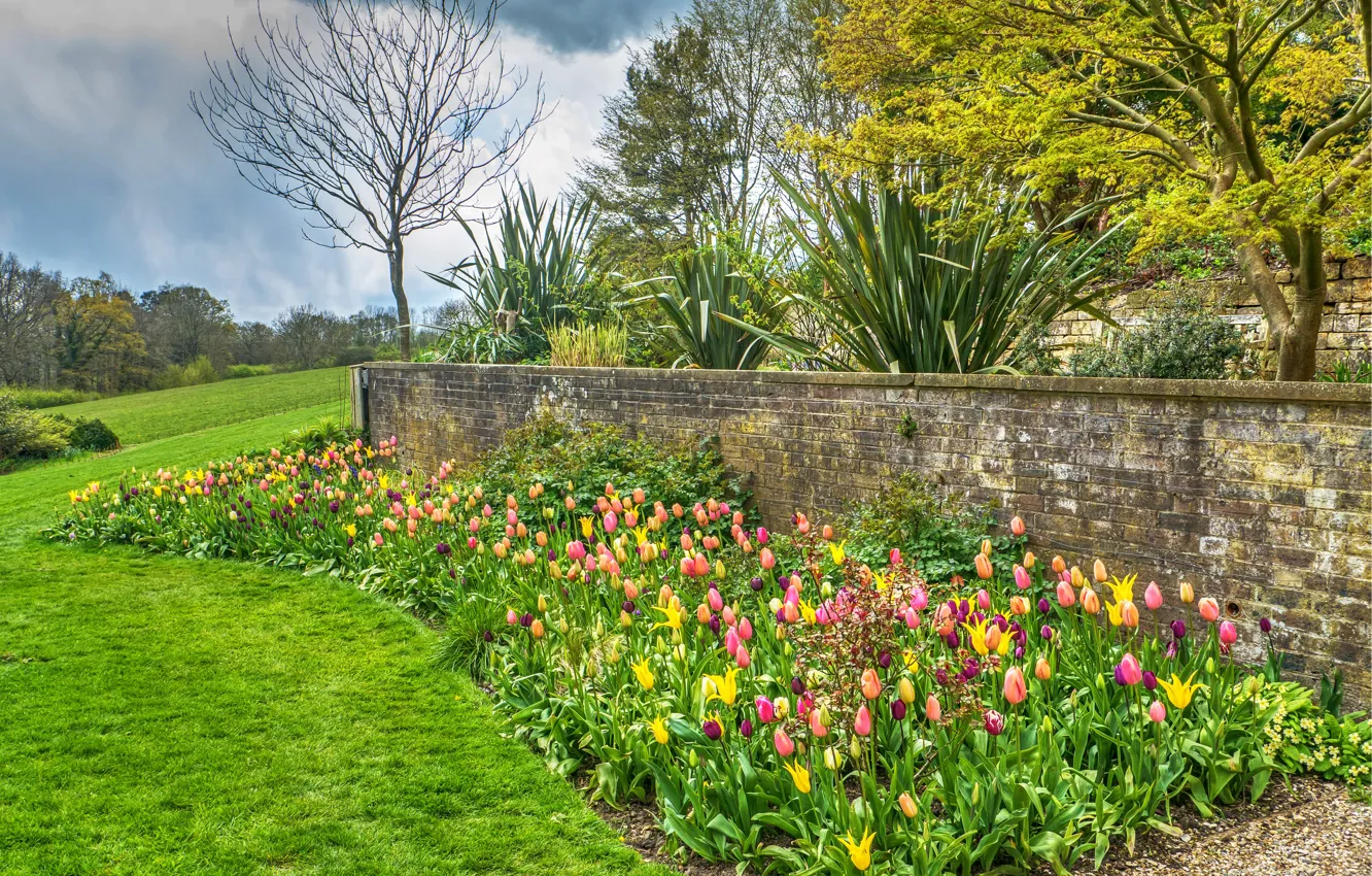 Фото обои зелень, трава, деревья, цветы, Англия, сад, тюльпаны, кусты