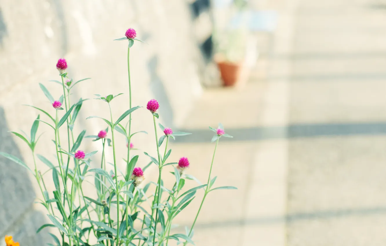 Фото обои цветок, улица, растение, стебель